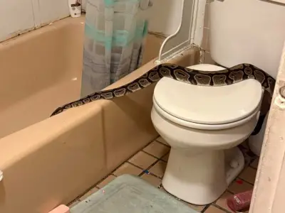 5-foot snake discovered in N.H. bathroom