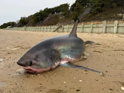 14-foot thresher shark washes up on Cape Cod beach