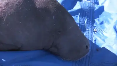 Rescued manatee returned to river in Jacksonville after weeks of rehabilitation