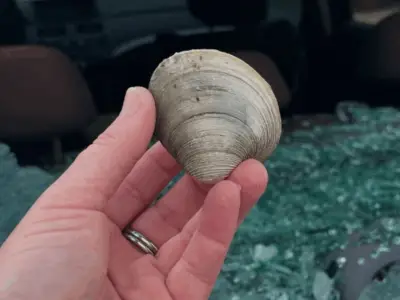Nantucket seagull apparently smashes car window with clam