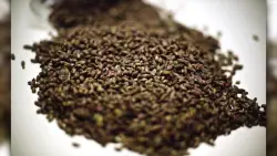 McCormick predicts this flavor will dominate menus in 2026