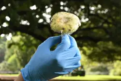 What to know about death cap mushrooms, blamed for poisonings in California