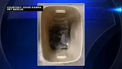 Elderly dog on the mend after being abandoned in plastic bin outside PetSmart in Lauderhill