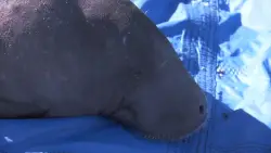 Rescued manatee returned to river in Jacksonville after weeks of rehabilitation