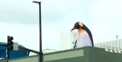 Giant penguins descend onto Downtown Orlando rooftops
