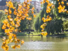 We asked Boston Common visitors what they’re listening to — here’s what they said