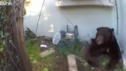 Large bear takes up residence underneath home
