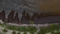 Scientists say a record amount of seaweed hit the Caribbean and nearby areas in May