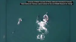 Some dolphins appear to have orca friends. Scientists think they have figured out what’s going on