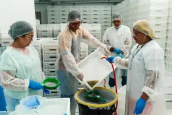 Get ready, Brazil. The 'good mosquitoes' are coming